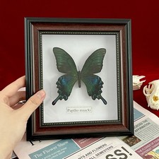 Beautiful Framed Butterfly Wall Decor Taxidermy Collectables Entomology Specimen picture