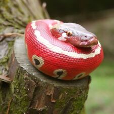 【In-Stock】 Animal Heavenly Body Blood Python brongersmai Snake Statue picture