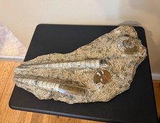 Large piece 17x 9 Orthoceras & Ammonite Fossil Plate Slab picture