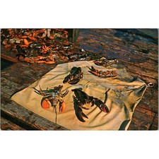 Live Maine Lobsters Just Caught From The Sea Vintage Postcard SP10-1 picture