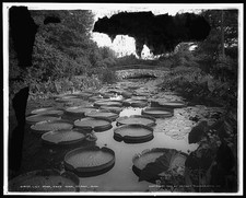 Photo:Como Park Lily Pond St Paul Minnesota c1905 picture