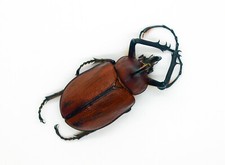 Beetle - Dynastinae Beetle -Golofa eacus (m) - Satipo,Peru, South America (GE42) picture