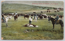 North Dakota Branding Calves on Ranch Divided Back Postcard picture