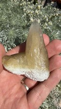 Phantom Honey Dogtooth Calcite on Okenite Matrix Jalna Maharashtra India picture