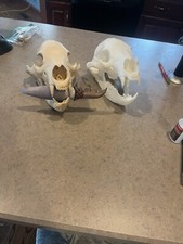 FAR CRY BEAR SKULL  WITH TAKKARS DAGGER picture