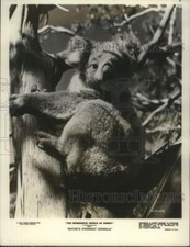 1970 Press Photo A Koala featured on 