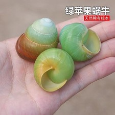 3-4CM Snail Shell Natural Shell with Natural Color Hermit Crab Replacement 3PC picture