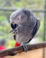 Bird Lover Gift African Grey Parrot Digital Photo Close up Wildlife Photography picture