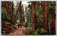 Mariposa Big Trees Road Yosemite California Horse Carriage Postcard PC266 picture