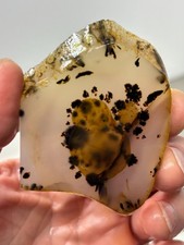 Montana Agate slab Cabbing Lapidary Collecting Combo Ship avail picture