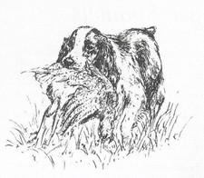English Springer #1 - CUSTOM MATTED - 1963 Vintage Dog Art Print 0507 CLD picture