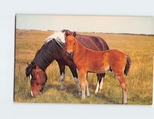 Postcard A Horse and a Pony Grazing picture