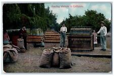 1909 Grading Walnuts People Sack Scene In California CA Posted Vintage Postcard picture