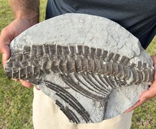 ICHTHYOSAUR FOSSIL TOP QUALITY VERTEBRAE COLUMN LYME REGIS UK MUSEUM GRADE picture