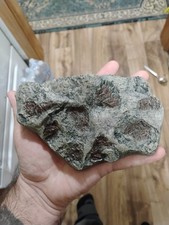 Tyrannosaurus rex skin Impression fossil cast replica-... picture
