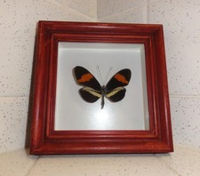 Vintage Framed Postman Butterfly oddity curiosity insect taxidermy goth bug picture