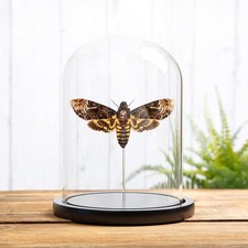 Death's Head Hawk Taxidermy Moth in Glass Dome (Acherontia lachesis) picture