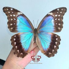 Butterfly specimen Large Blue Morpho menelaus female , 1pc wings spread A1 picture