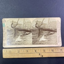 Louisville Tornado Stereoview Geo. Barker 1893 Dead Swan Disaster picture