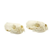 2pc Authentic Mink Skull Specimen, Real Animal Bone for Collection, Gothic St... picture