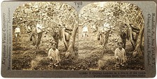 Keystone Stereoview Picking Lemons near Palermo, Sicily of 1930’s T600 Set #T418 picture