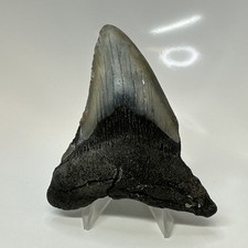 Megalodon Shark Tooth 3.89 Inch - Unique - Natural Fossil - Real Teeth 20689 picture
