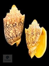 Cymbiola chrysostoma 61.39mm F++/Gem picture