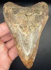 4.13” Georgia River Megalodon Shark Tooth Fossil Real Shark picture