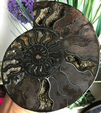 632g Rare Black Half of Split Ammonite Fossil Specimen Shell Healing Madagascar picture