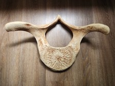 Very Large Antique Alaska Whale Vertebrae  Bone Chiropractor mancave picture