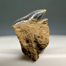 Rare Complete Root Fossil Somniousus microcephalus Greenland Shark Tooth-Belgium picture