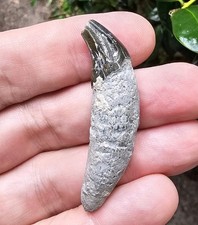Very Rare Florida Seal Fossil Canine Pinniped Not Megalodon Sarasota  picture