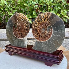 7.71LB A Pair Rare Natural Tentacle Ammonite FossilSpecimen Shell Healing Madag picture