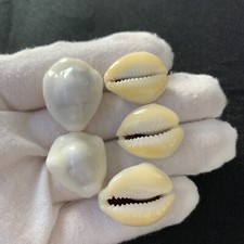Monetaria moneta f. venefica (Lorenz, 2017) #01 21-24mm, Cowries From Tuamotu picture