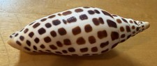 Scaphella Junonia Large 4 3/4