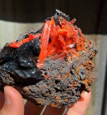 Large Gem Crocoite on Matrix - Red Lead Mine Tasmania picture