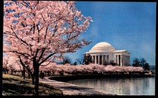 Jefferson Memorial Cherry Blossoms Washington DC Tidal Basin Thomas UNP Postcard picture