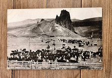 Vintage Postcard Egeria Park’s Famous Cattle Yampa Routt County Colorado picture
