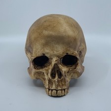 Catacomb Skull Replica, Hand-Painted Resin Sculpture picture