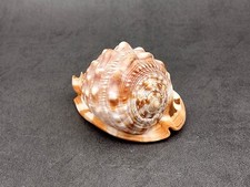 Baby Bull's Mouth Helmet Seashell Cassis Rufa (1 shell approx. 3+ inches) picture