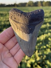 Nice Real NC Offshore Megalodon Shark Tooth Fossil  picture