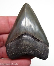 MEGALODON SHARK TOOTH Museum Grade - Georgia, USA - No Restorations picture