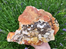 XL 13 lb Peanut Wood Stone, Fossilized Petrified Wood,Jasper Inclusion, Lapidary picture