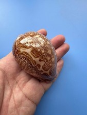 76.7mm | Cypraea mappa |F+++ GEM | BUBBLE | Nice pattern picture