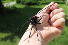 Spider Black Widow, pendant Blown glass Spider,Hanging Spider Black Widow, picture