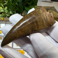 AUTHENTIC T-REX TOOTH LUKE LARSON RESTORED TYRANNOSAURUS REX DINOSAUR FOSSIL picture