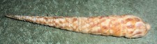 RA RFM 86703 Terebra taurina Lightfoot 1789 128.4mm Taken by diver at night on s picture