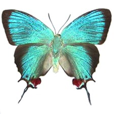 Evenus regalis blue red hairstreak butterfly recto Peru UNMOUNTED/WINGS CLOSED picture