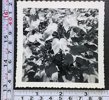 Closeup of Cotton Plants Field Near Warner OK 1952 Farming Photo Snapshot picture