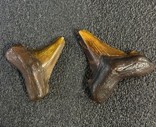 megalodon teeth These are perfect. Get both for one low price picture